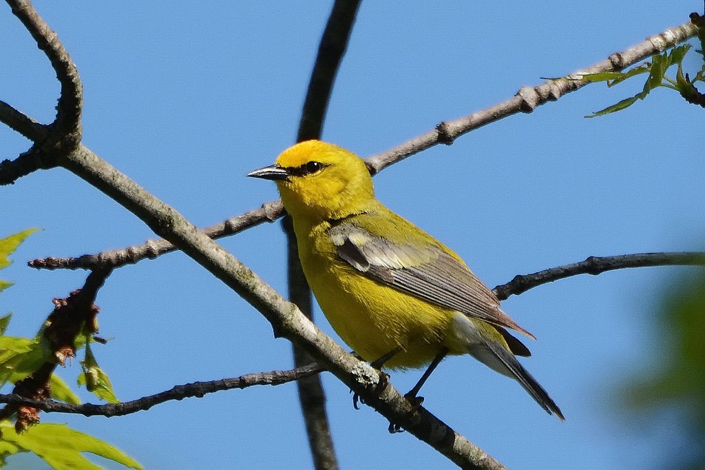 Warbler, Blue-winged, 2016-05210784 Broad Meadow Brook, MA.JPG - Blue-winged Warbler. Broad Meadow Brook Wildlife Sanctuary, MA, 5-21-2016